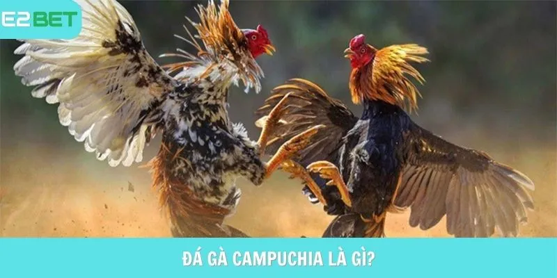 Khái niệm đá gà Campuchia E2BET là gì? 