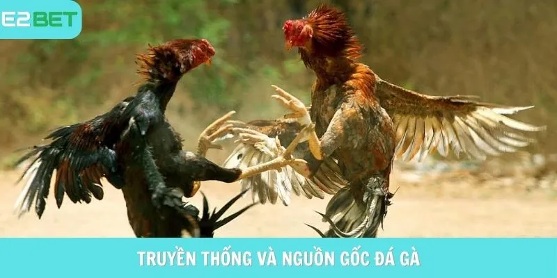Truyền thống và nguồn gốc của đá gà Campuchia